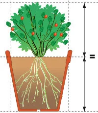 Een plant met zijn wortels in een pot | Une plante avec ses racines dans un pot 