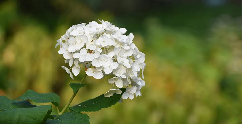 Hoe verzorg ik mijn hortensia?