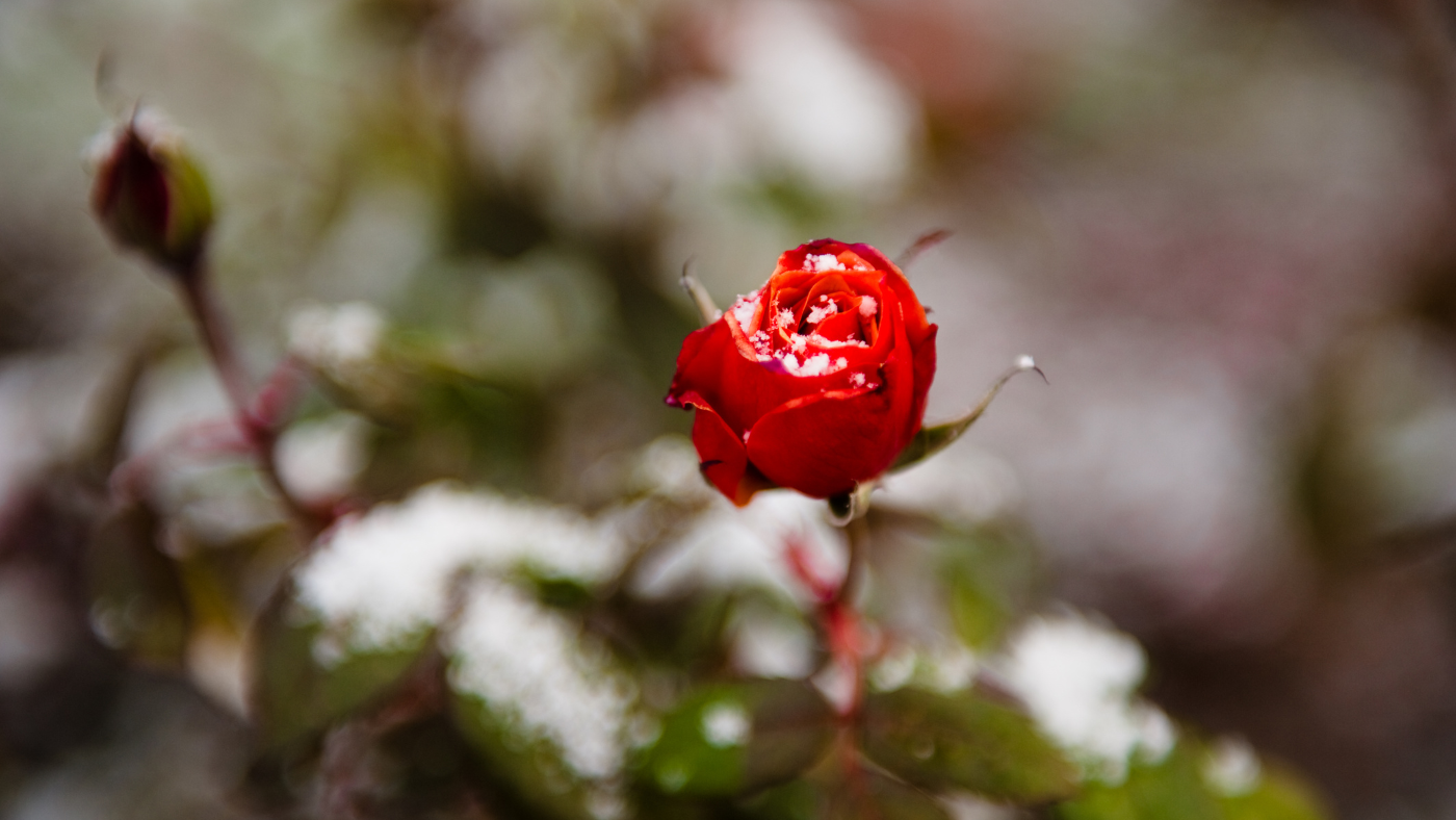 Besneeuwde rozenstruik | Rosier enneigé