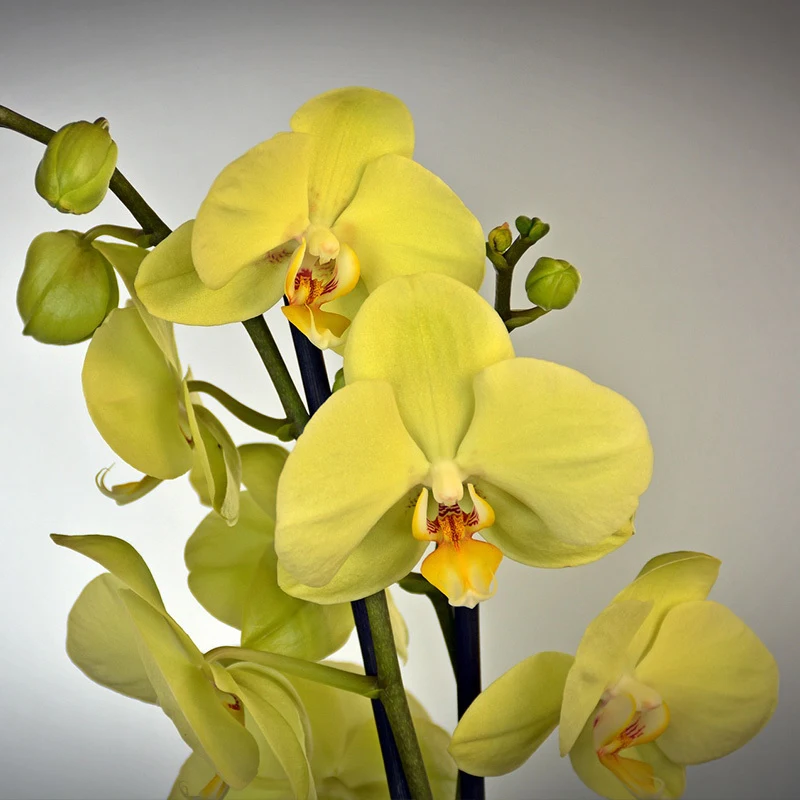 orchidee-geel