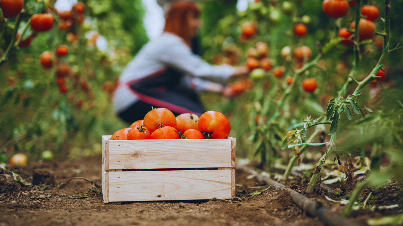 Een vrouw oogst tomaten | Une femme récolte des tomates