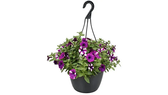 hangplant petunia