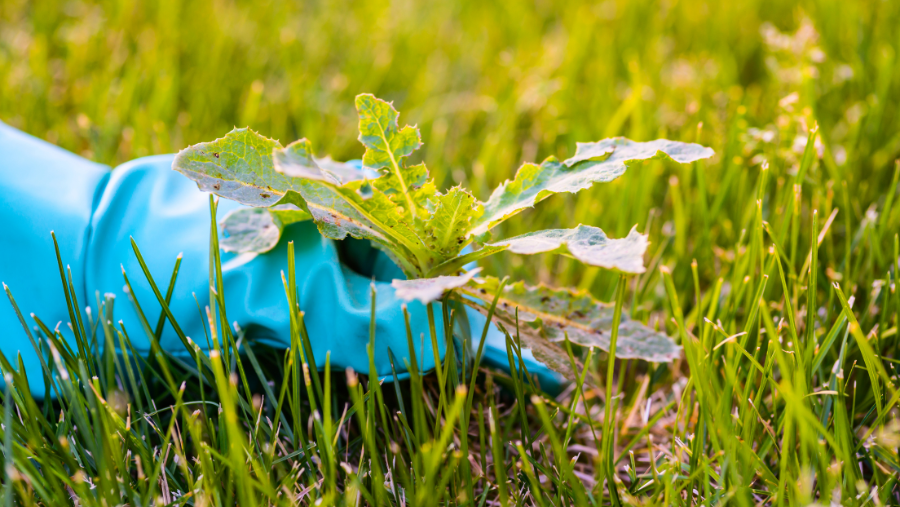 Iemand met een blauwe werkhandschoen verwijderd onkruid uit de tuin | Une personne munie d'un gant de travail bleu enlève les mauvaises herbes du jardin