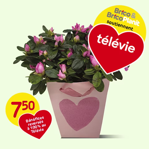 Soutenez le Télévie avec une azalée Steun Télévie met een azalea | Soutenez le Télévie avec une azalée