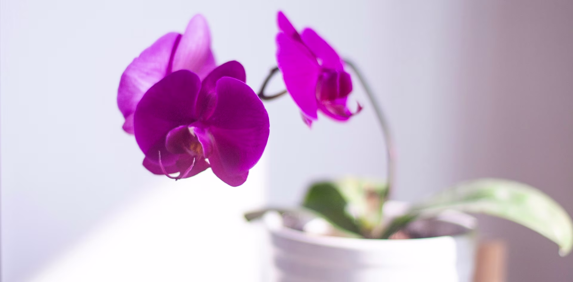 orchidee-header orchidee-header