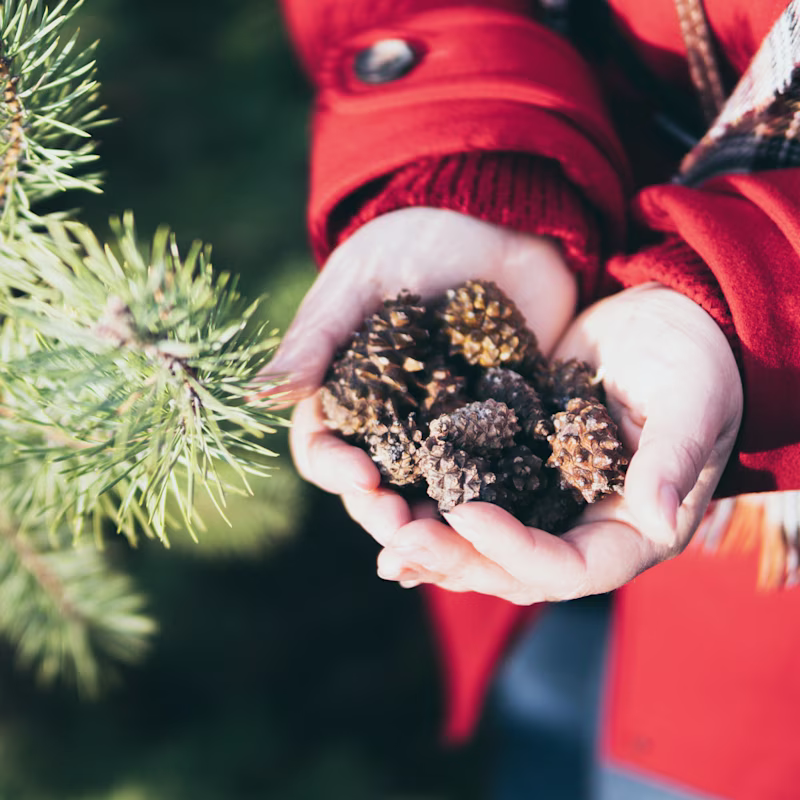 Calendrier de jardinage de décembre Calendrier de jardinage de décembre