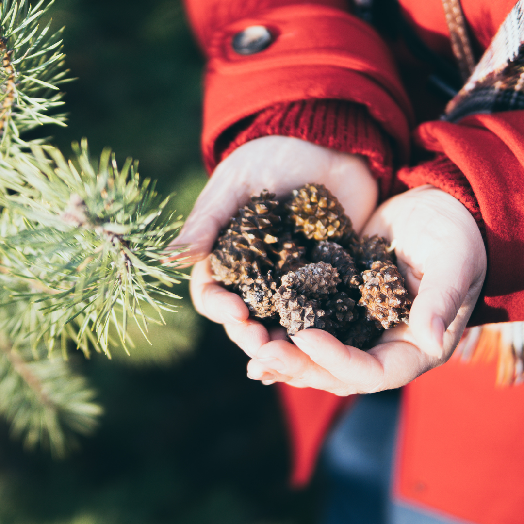 Calendrier de jardinage de décembre