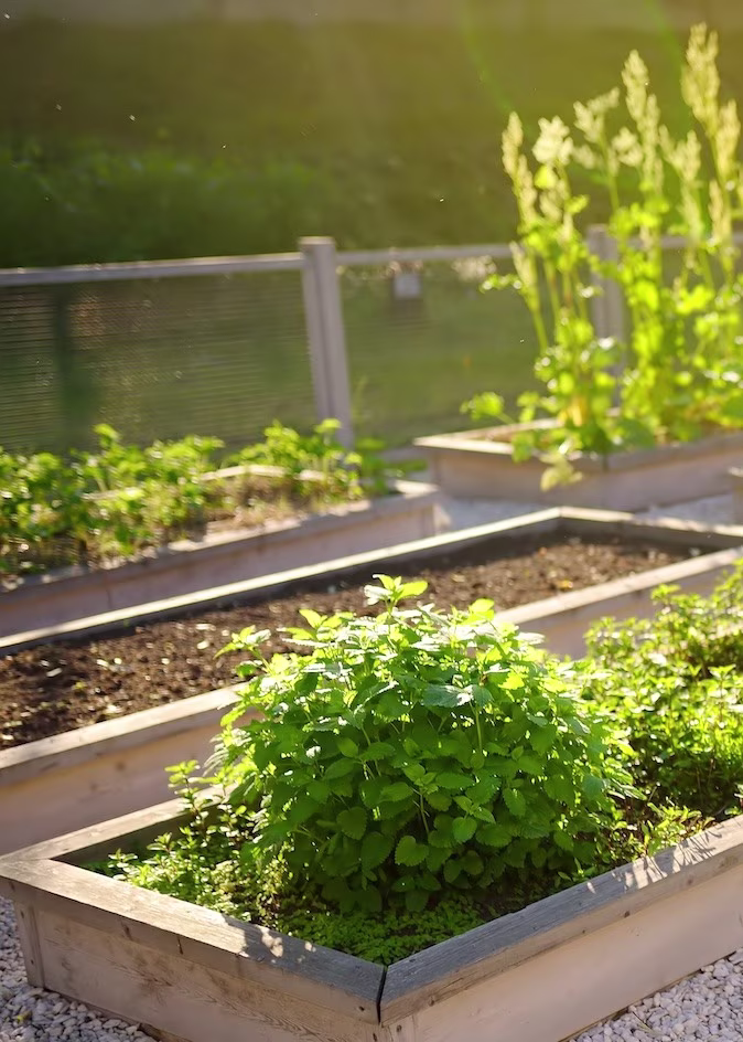 onkruid verwijderen uit moestuin
