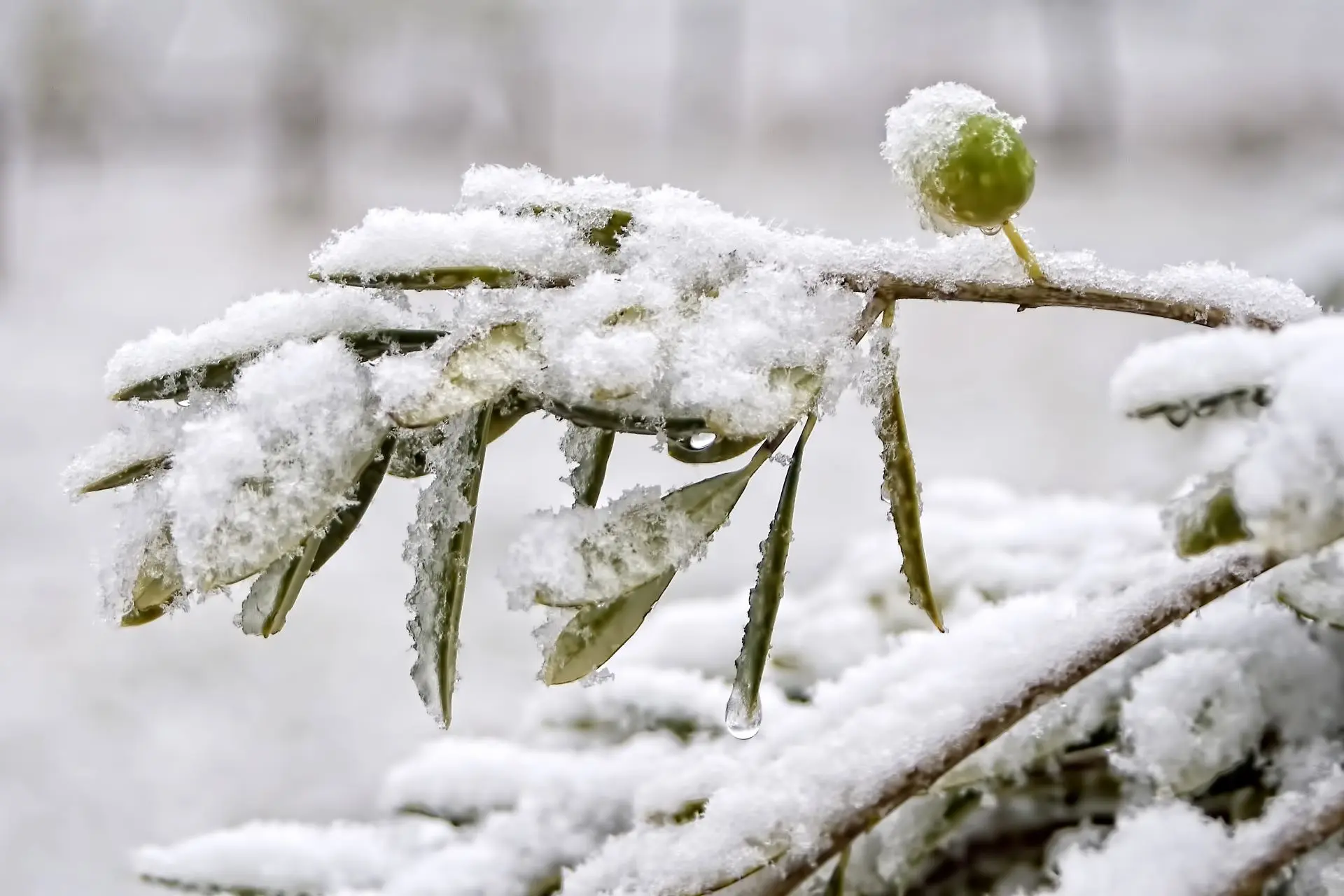 olijfboom sneeuw