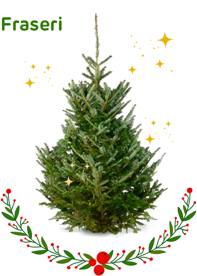 Abies Fraseri (sapin de Fraser) 