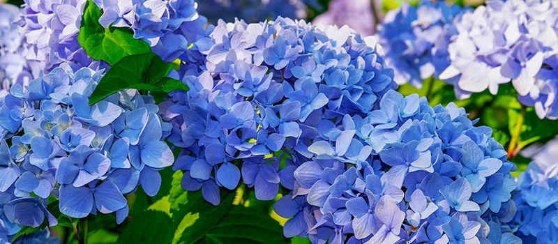 boerenhortensia