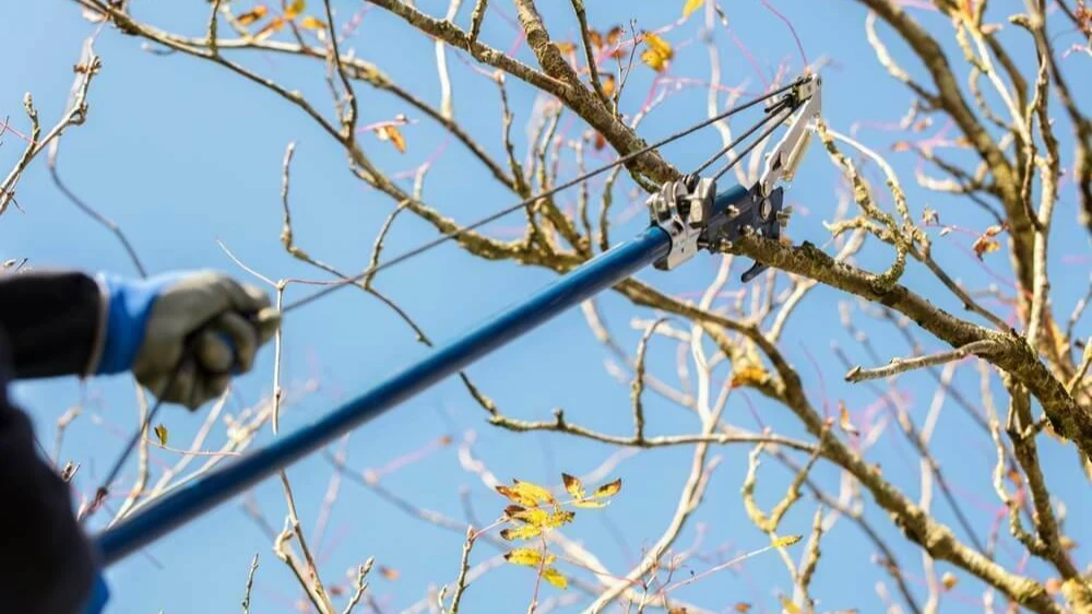 Iemand snoeit een boom | Quelqu'un taille un arbre | 