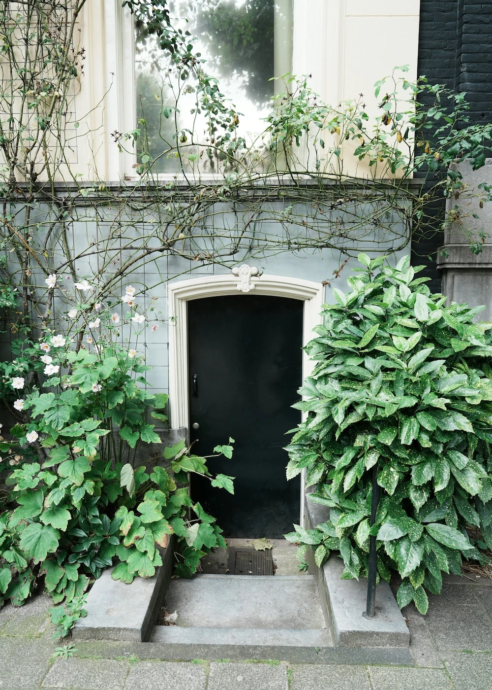 geveltuin planten stad