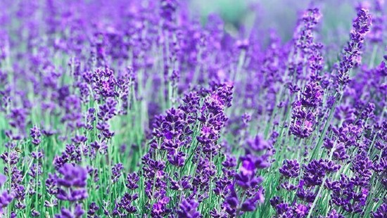 Lavendel