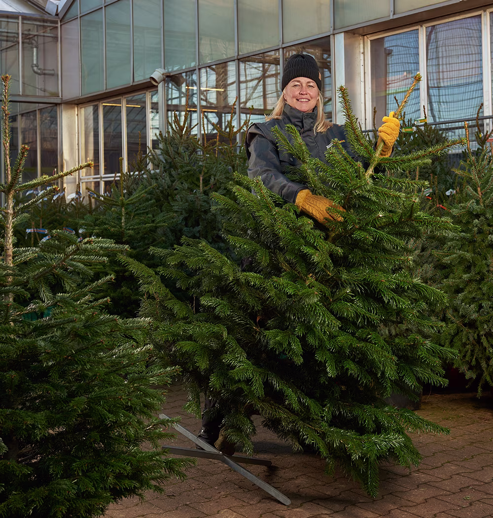Echte kerstbomen in Praxis winkel