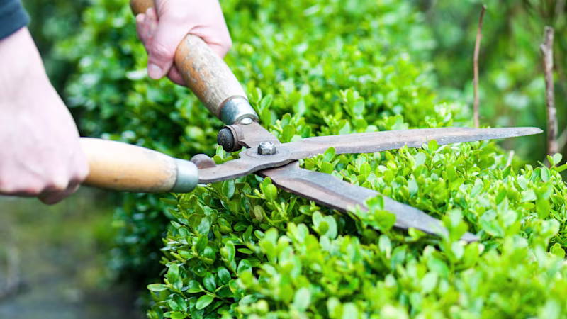 Je haag snoeien met een heggenschaar 