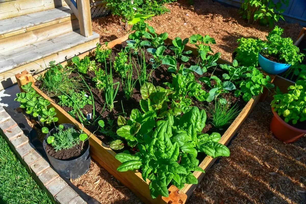 Een vierkantemetertuin | Un jardin potager