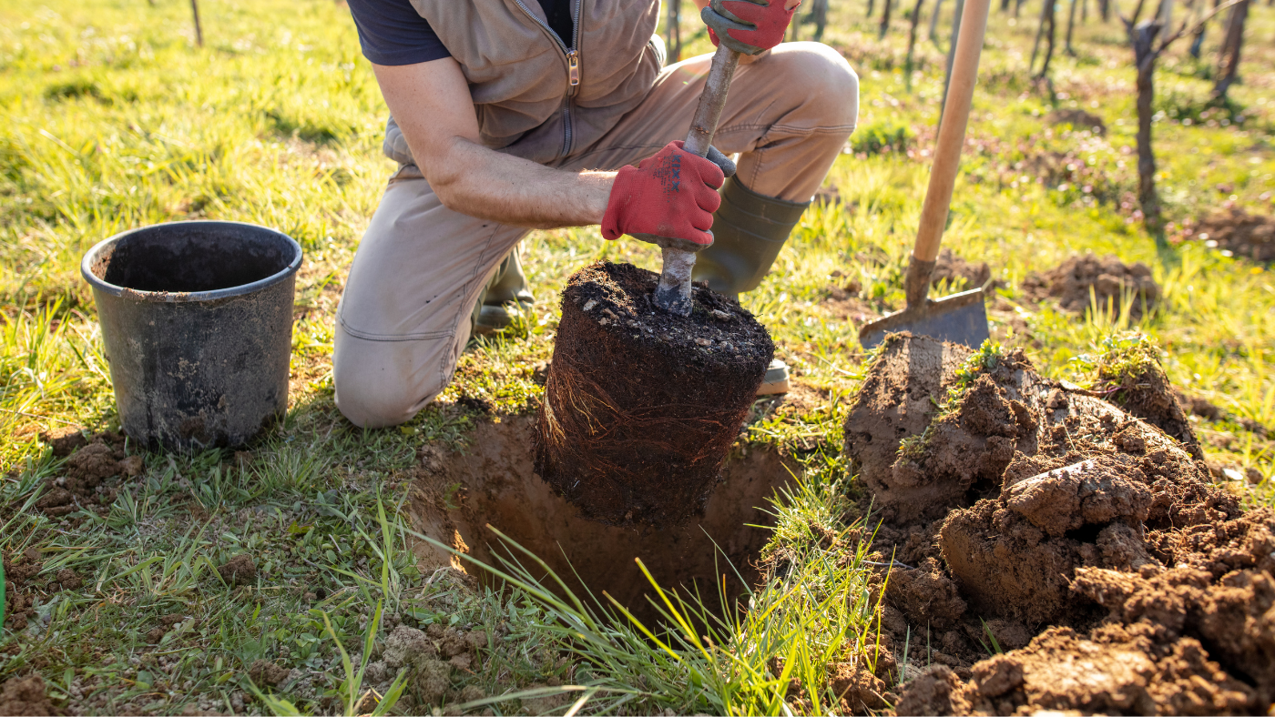 Man plant een appelboom | Un homme plante un pommier