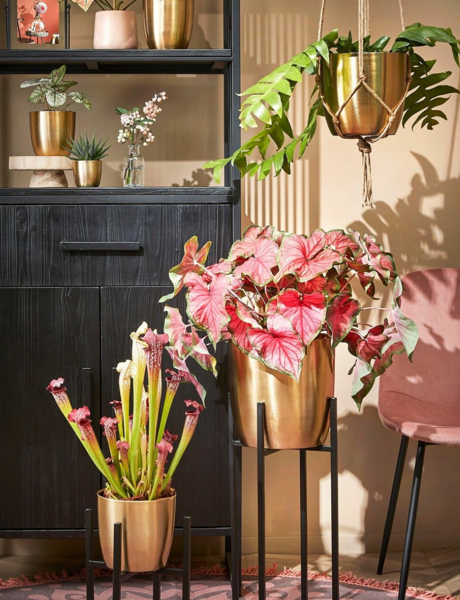 Allerlei planten in gouden bloempotten en een hangende plant in de hoek | Toutes sortes de plantes dans des pots de fleurs dorés et une plante suspendue dans le coin