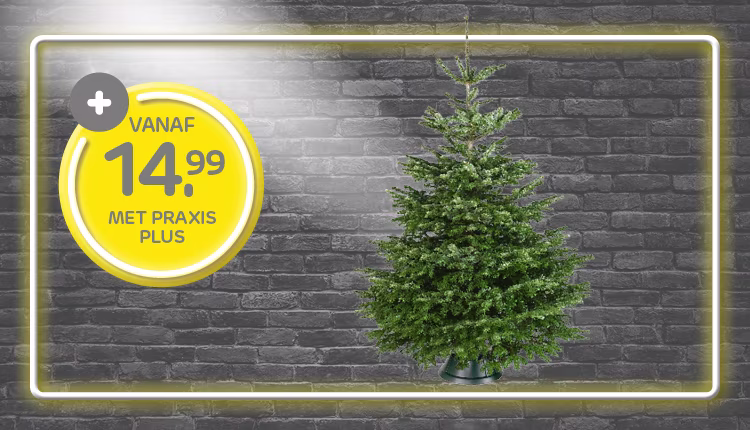 Kerstboom gezaagd of in pot