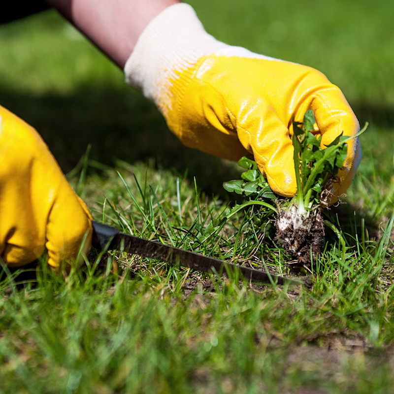 Onkruid in je gazon? Zo kom je er snel vanaf Onkruid in je gazon? Zo kom je er snel vanaf