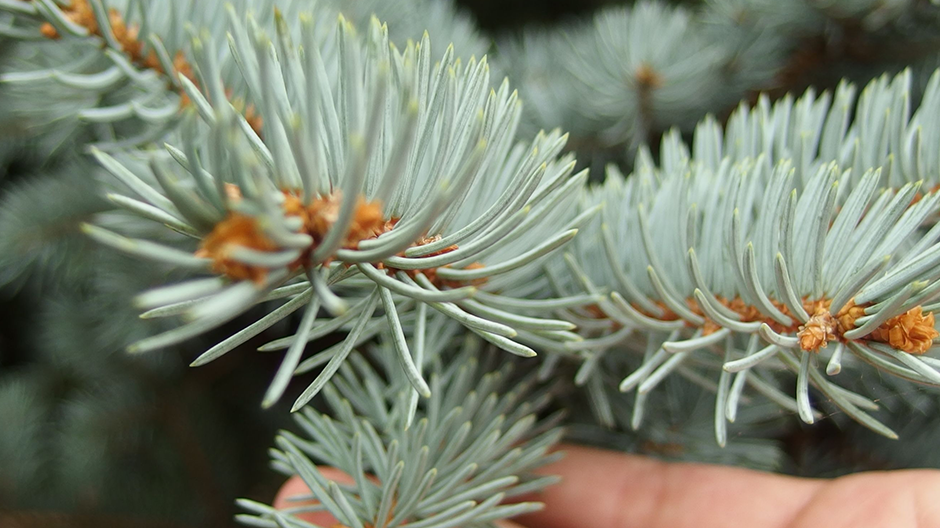 Kerstboom verzorging: Zo blijft jouw boom fris en mooi