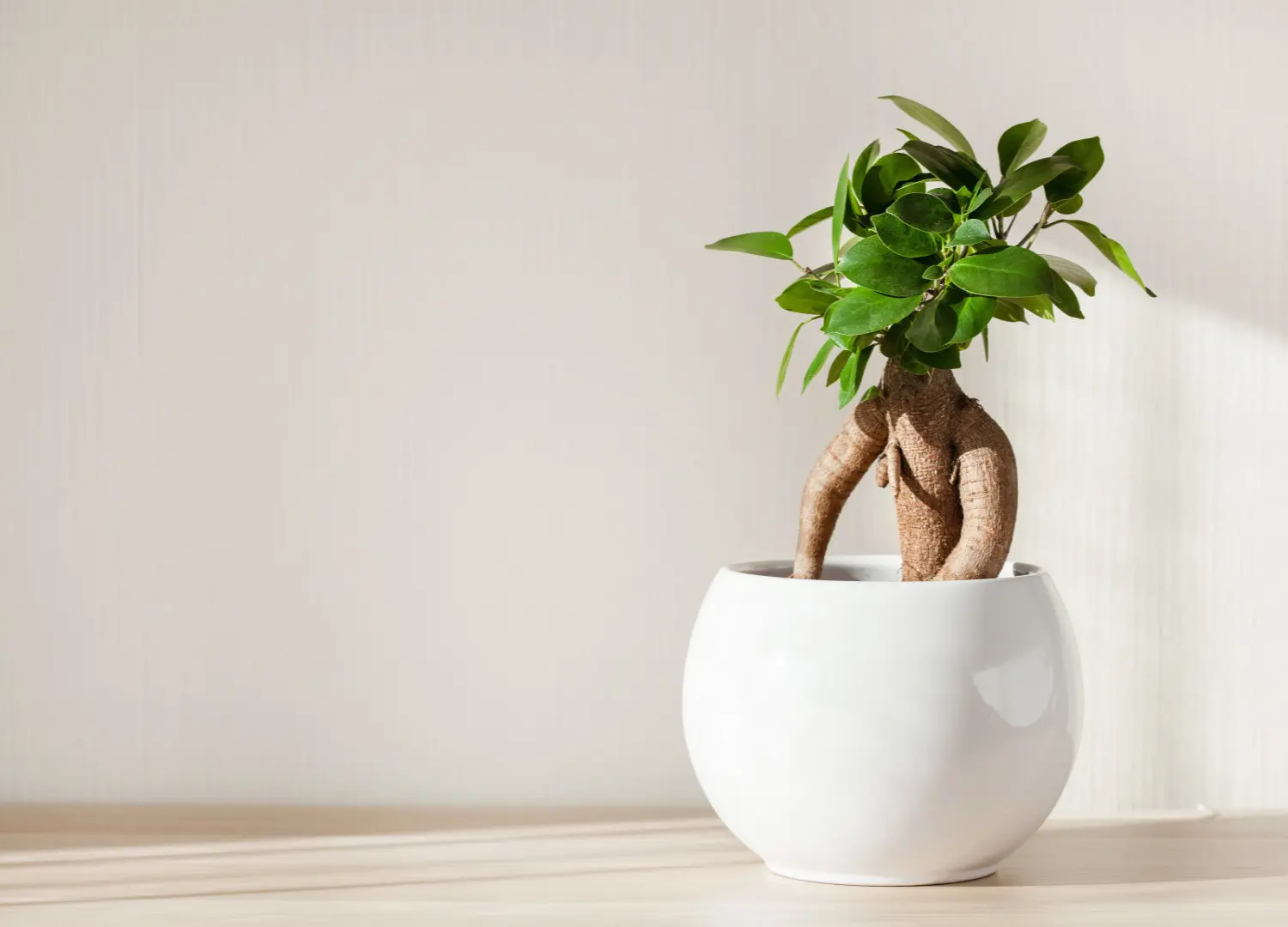 Hoe verzorg ik een Ficus Ginseng?