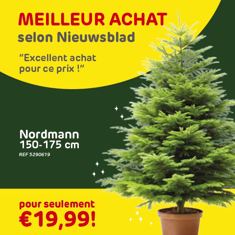 choix de sapin en magasin