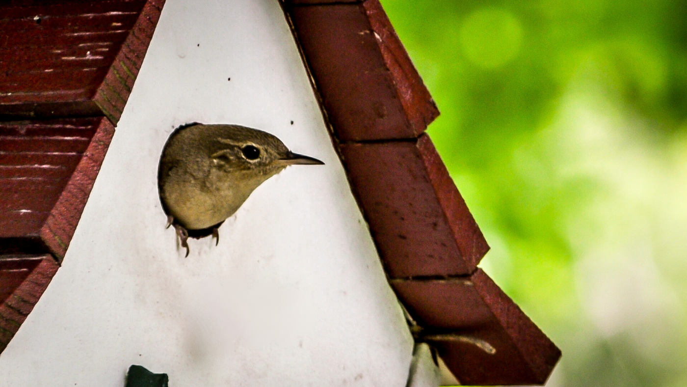 Vogeltje in vogelhuis | Oiseau dans un nichoir