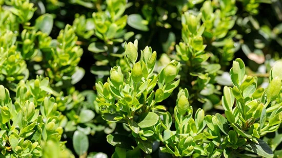 Een groene haag | Une haie verte 