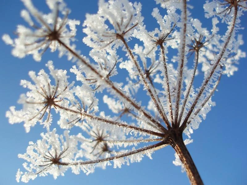 Calendrier de jardinage de janvier