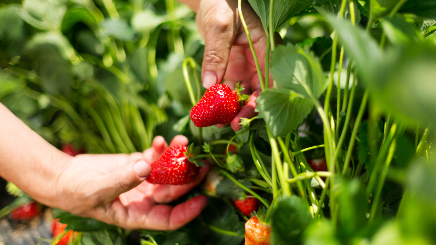 Aardbeien plukken | Cueillette de fraises