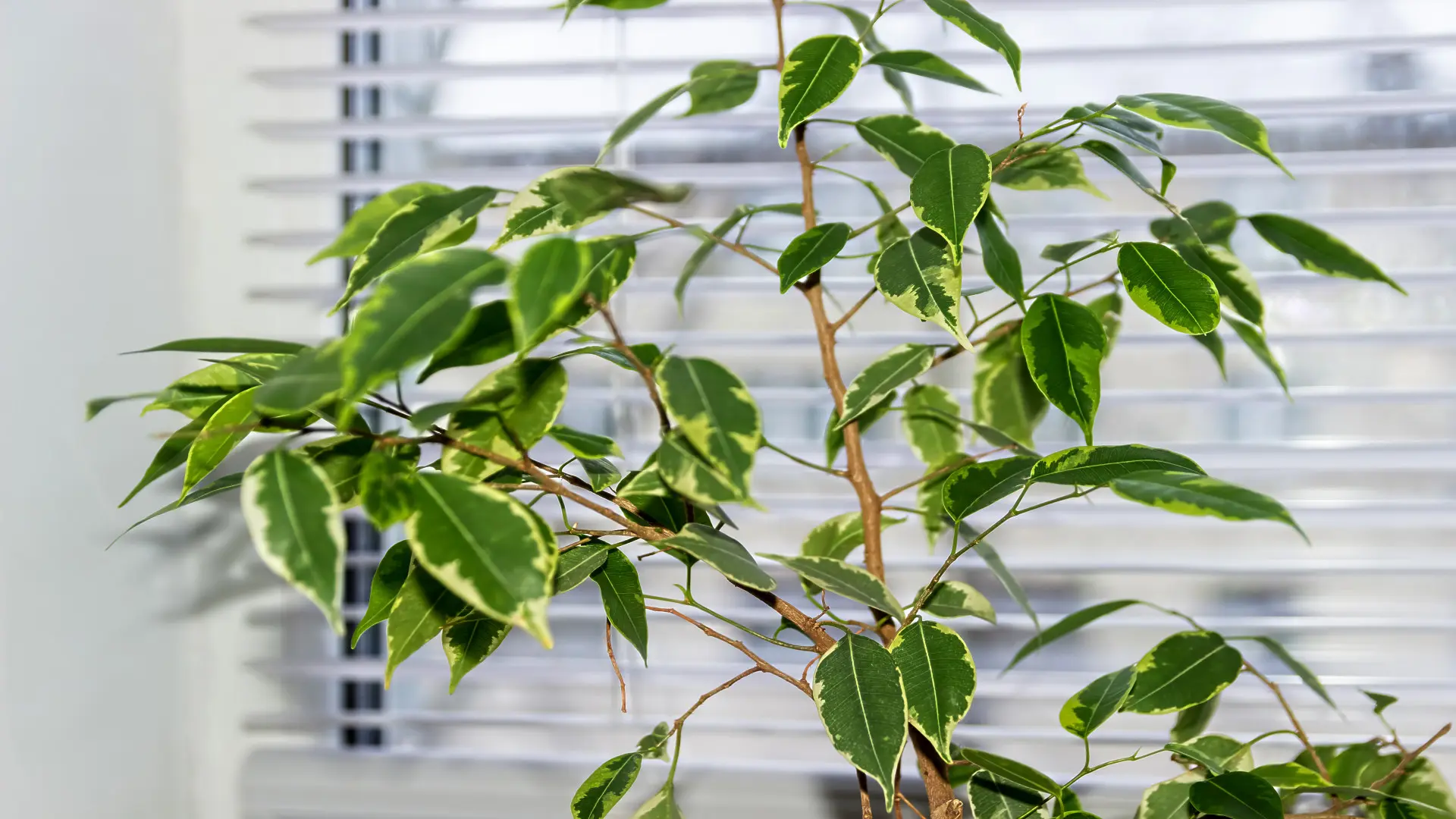 Hoe verzorg ik een Ficus Benjamina?