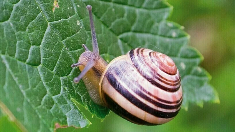 Een slak op een blaadje | Un escargot sur une feuille 