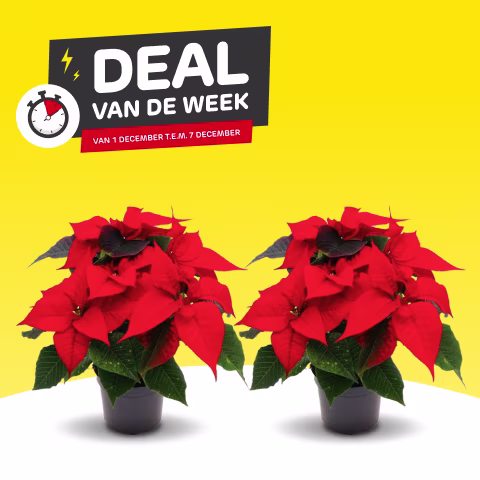 Deal van de week
