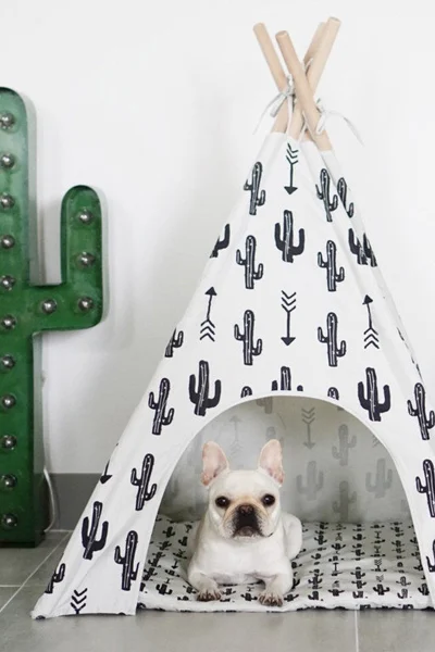 hond in tent | Chien dans la tente