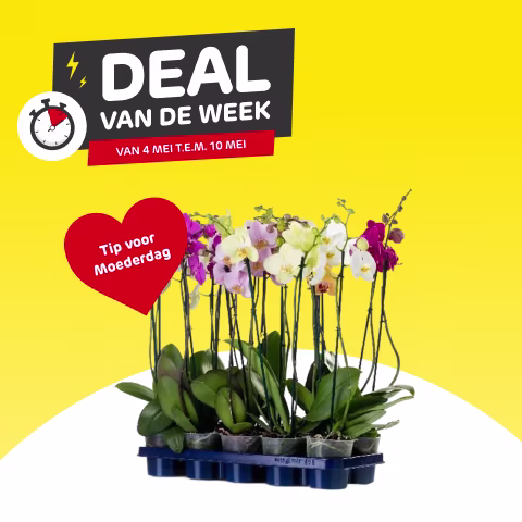 Deal van de week