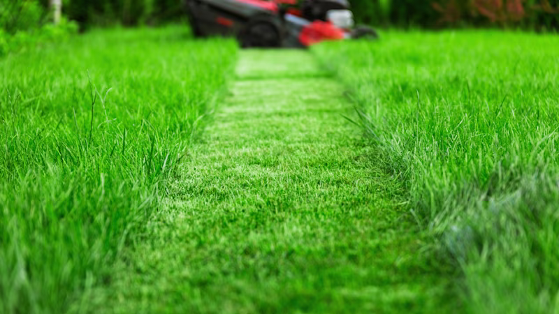 Comment entretenir sa pelouse