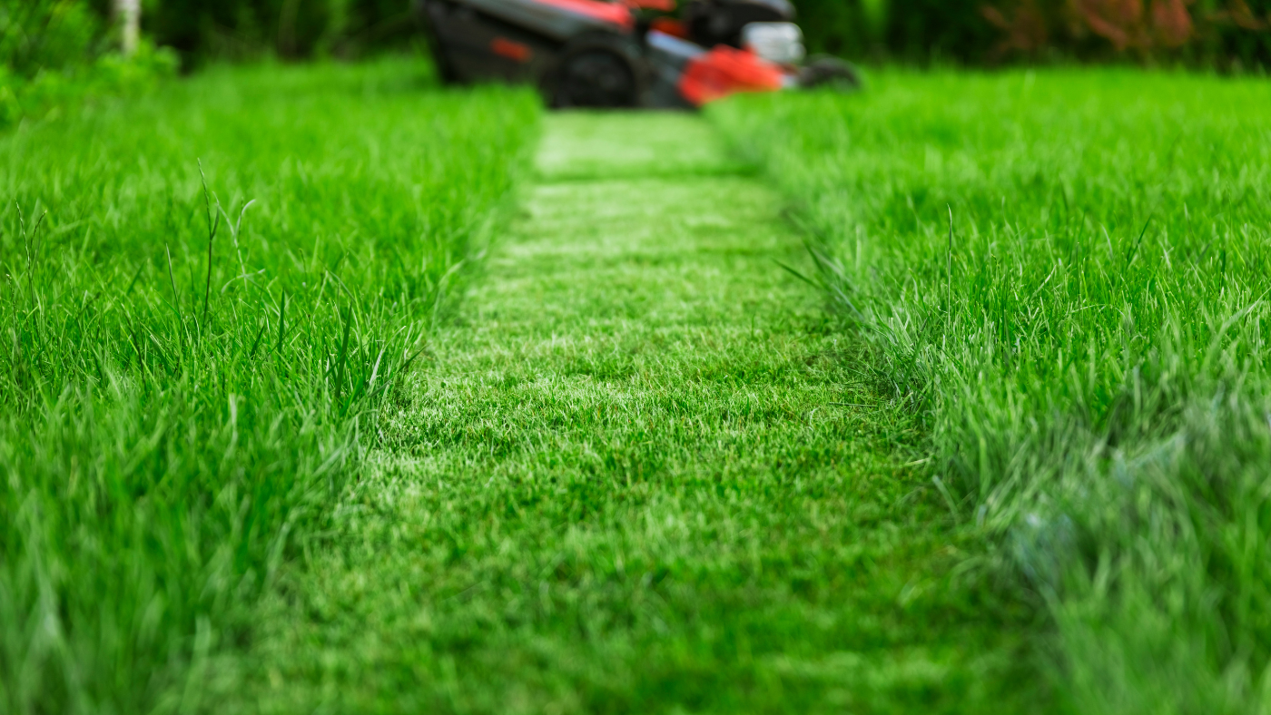 Waarom het gras groener is aan de overkant: gazononderhoud