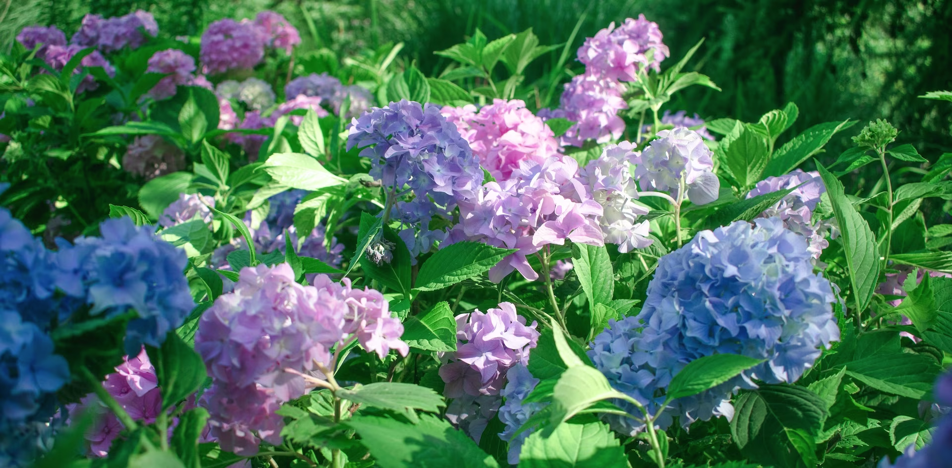 tuin met blauwe, lila en paarse-hortensia's: hortensia verzorging tuin met blauwe, lila en paarse-hortensia's: hortensia verzorging