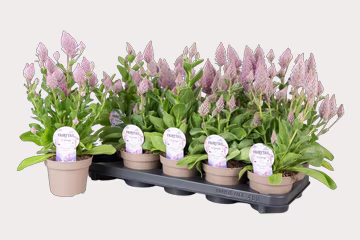 Bekijk tuinplanten aanbiedingen