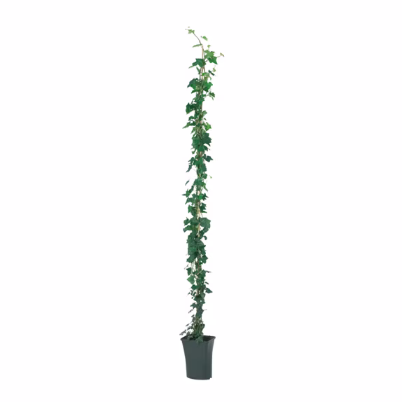 Klimplant