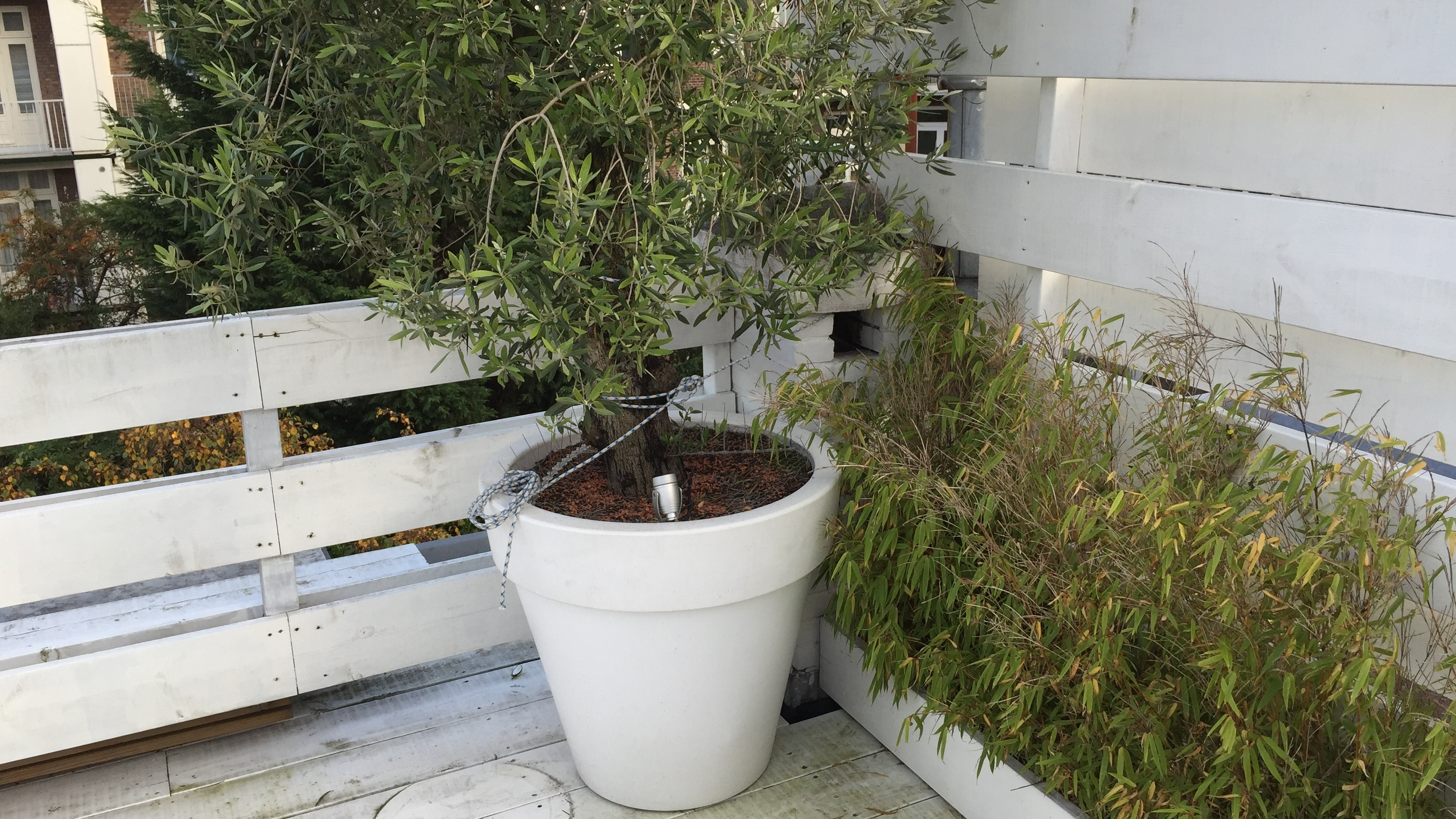 Een grote plant staat in de hoek van het dakterras | Une grande plante se trouve dans un coin de la terrasse du toit