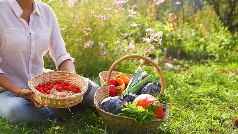 Tuinier met manden vol verse groenten | Jardinier avec des paniers remplis de légumes frais