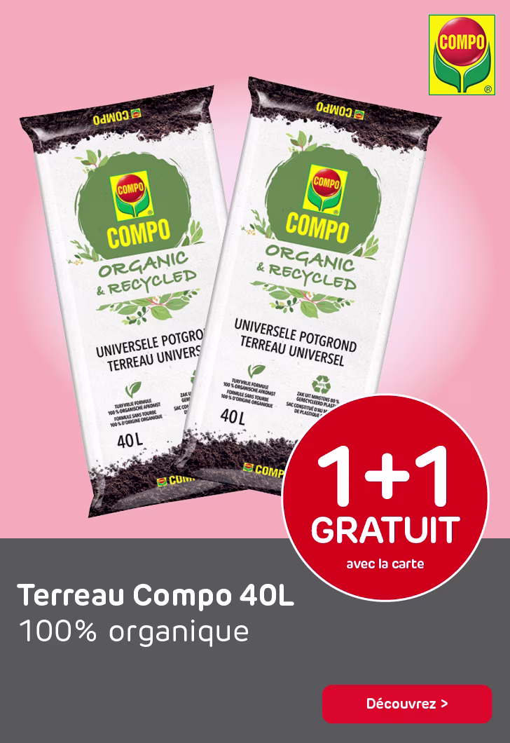 Promo