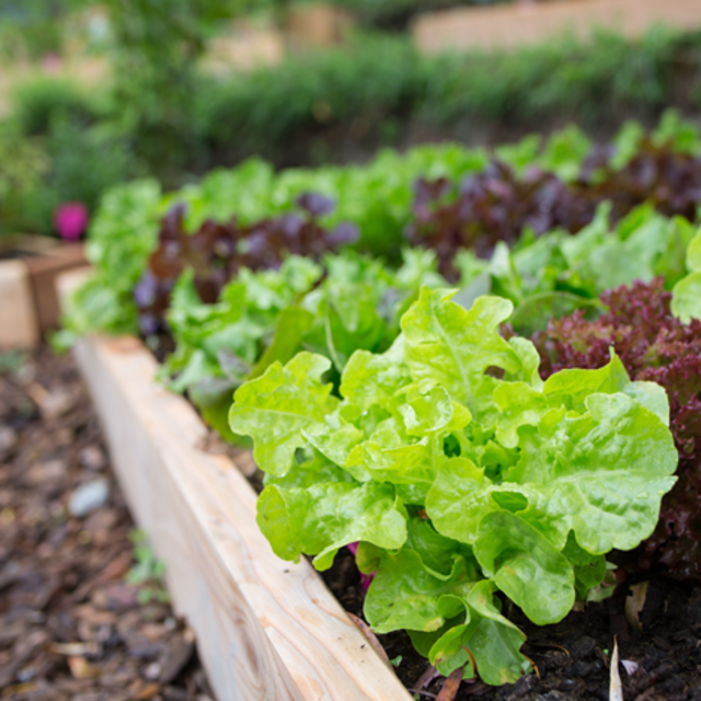 groententuin waarbij er salade wordt gekweekt | jardin potager où l'on cultive la salade