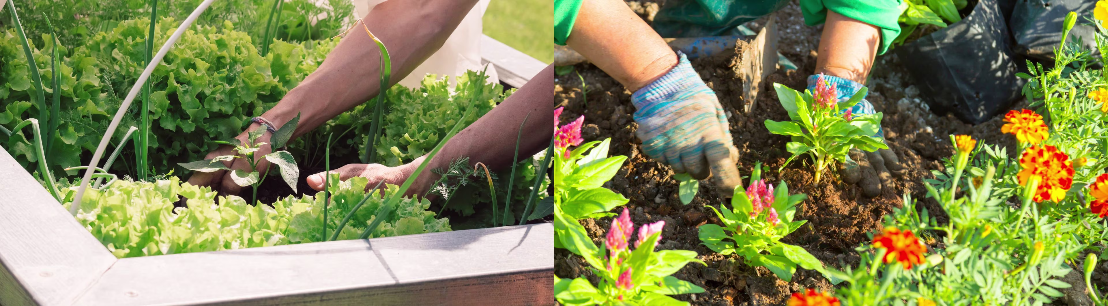 groententuin waarbij er salade wordt gekweekt | jardin potager où l'on cultive la salade