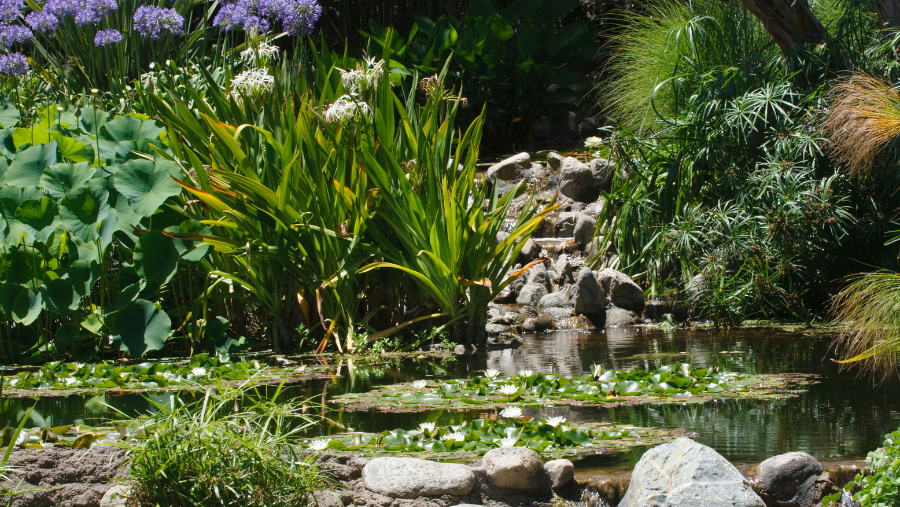 Choisir ses plantes d'étang