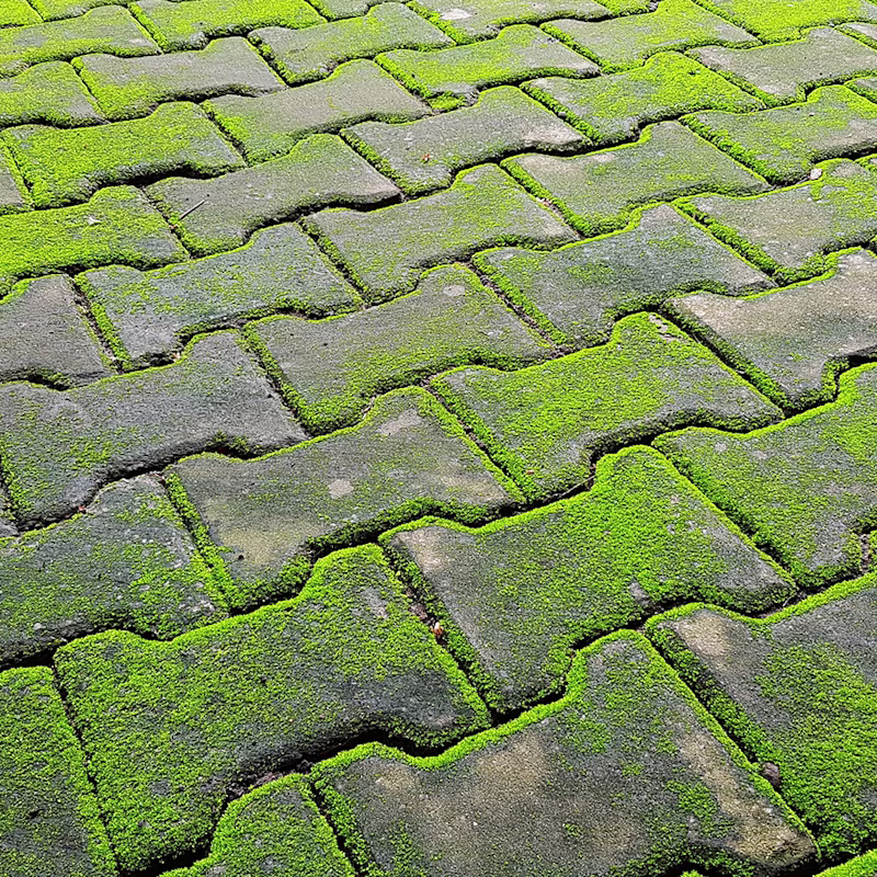 Groene aanslag verwijderen: tips voor een stralend terras