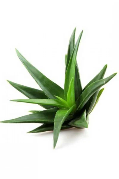 Aloë vera | Aloe vera 